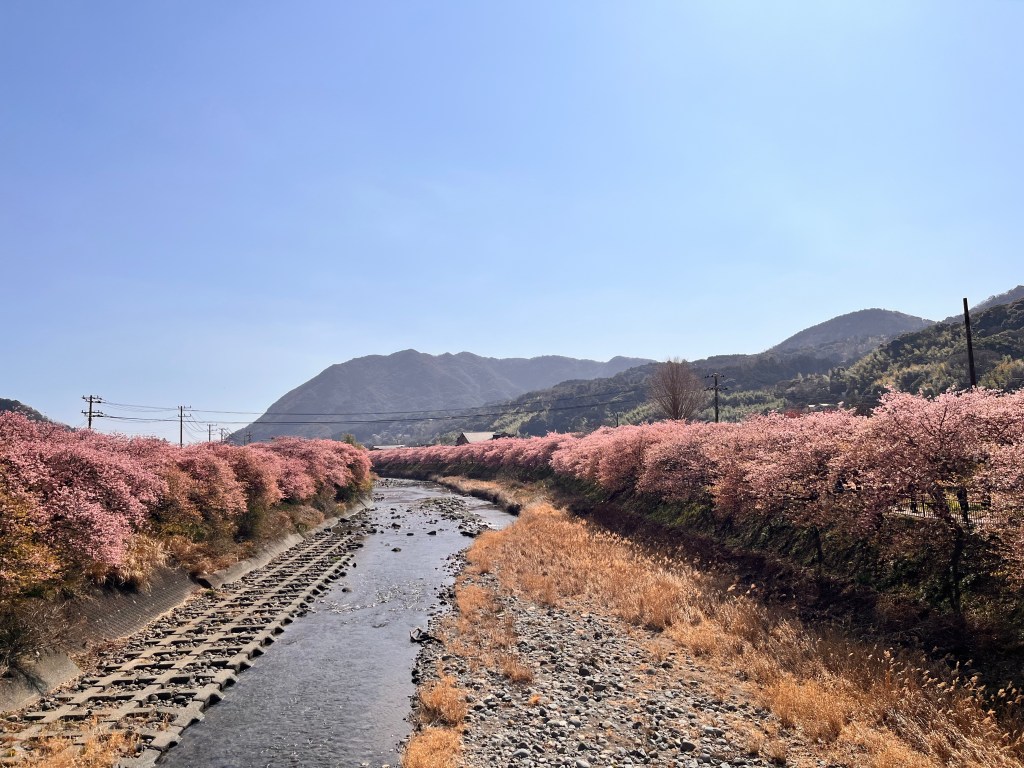 All the way to&nbsp;Kawazu-zakura