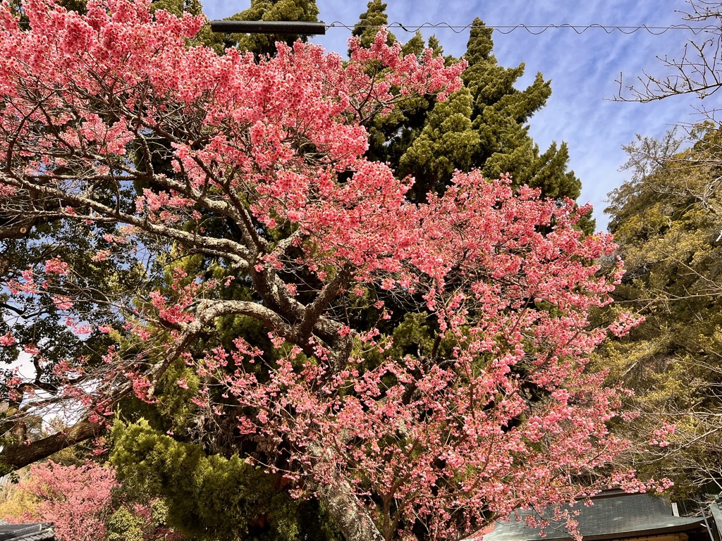 When the “Toi” Cherry Blossoms&nbsp;Bloom